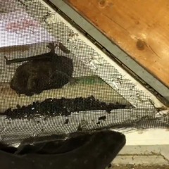 AAAC Wildlife Removal of Milwaukee - Bat Exclusion Greendale
