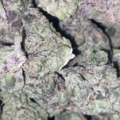 “cruising for a bruising” ft BalmyBlain