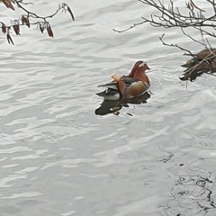 Birds Going Wild