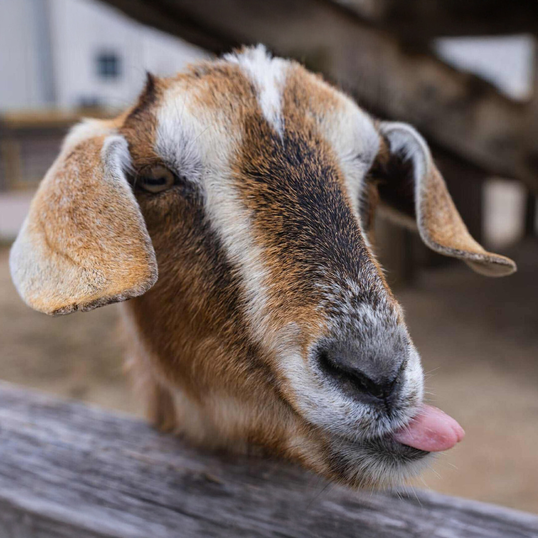 Stream Rapper Lè Nhè by Hustlang Robber | Listen online for free on ...