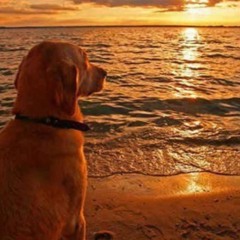 They Say Dogs Don't Go To Heaven