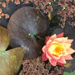 In The Summer Sun 29.4.22 - 29:4:2022, 3.10 pm