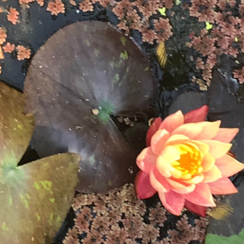 In The Summer Sun 29.4.22 - 29:4:2022, 3.10 pm