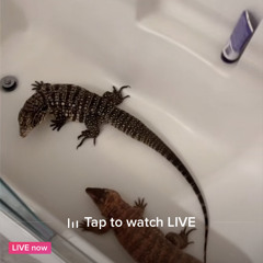 6evermir - fuckit 3 (prod. young thug2)