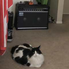 bird (blue smiley cover) 2019