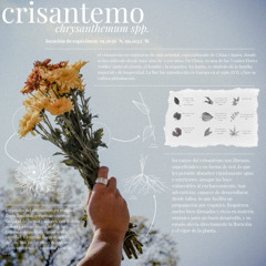 Crisantemo