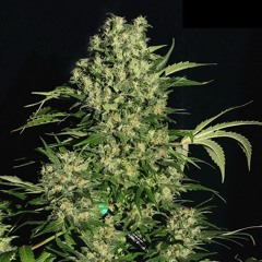 Bionic Chronic