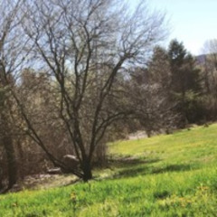 something [acoustic]