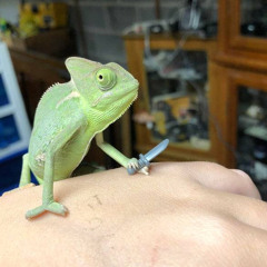 chameleon (prod. elzio)