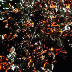 KITrust x Urban Fungus - Silhouette Burn