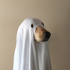 BOXXY'S DONK WORLD INTRO FROM 2024 HALLOWEEN