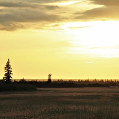 Morning chorus with Whooping Cranes -- Wood Buffalo National Park, Alberta, Canada