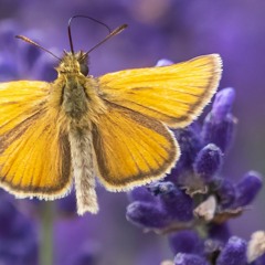 HappyTreeFriends😆