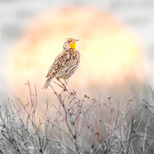 Flight of the Meadowlarks