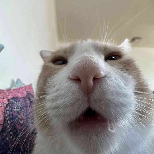 silly_cat