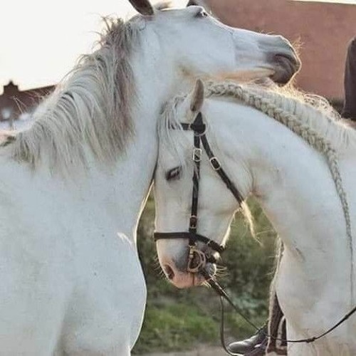 أحب الوفاء بشتى الصور