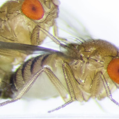 Drosophila melanogaster