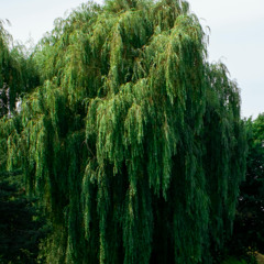 Traurigkeit des SEINS