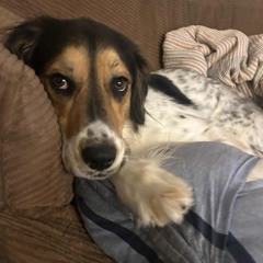 ELEMENT. prod bullseye