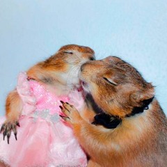 :* ringelpiez mit anfassen   /a/k/a   hoppel poppel :*