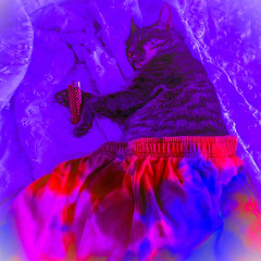 A CAT NAMED CUDI (prod. karasuma)