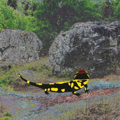 VERETER - Feuersalamander