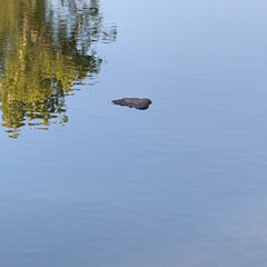Mid-August Creek Waters Low, a Solitary Rock, Mid-stream, Captures My Heart