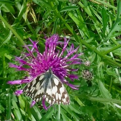 01 - LE PAPILLON ET LA FLEUR