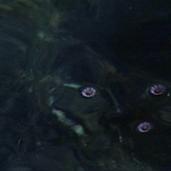 Pianpianino w/ DJ Fine 281125