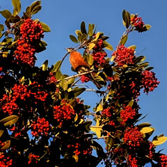 Psychedelic Jazz Mix