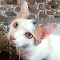 New Generation Rastaman's Story