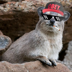 CRAZY HYRAX