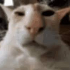 Grindhouse_04_Preverb