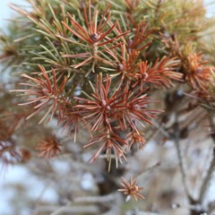 We Live the Stories We Tell - Soryu Forall