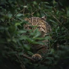 WILDCAT, YOU LITTLE GHOST IN THE WOODS