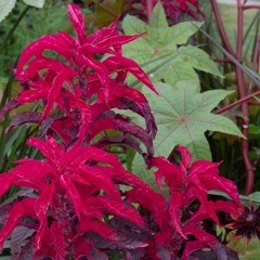 Amaranth