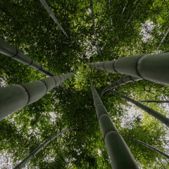 Whispers Of The Bamboo