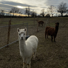Alpaca Farm