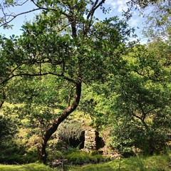 curiad y dydd - bwncath