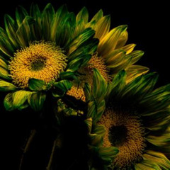 YELLOW AND GREEN