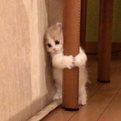 fotzen im club//sped up