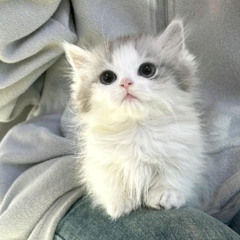 chyba nie umiem (angelgrind cover)