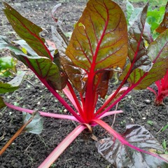 CHARD