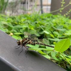 Rooftop 013 - future flowers