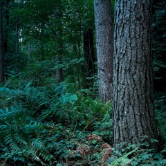 Needwood Forest UK - Wildlife Overnight Recording