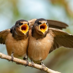 Swallow