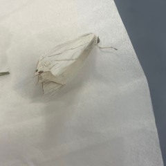 𐊩𐊠𐊋𐊤 𐊦𐊪 𐊗𐋏𐊤 𐊥𐊫𐊯𐊤𐊖𐊗