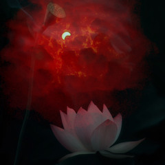 Lotus (44adres)