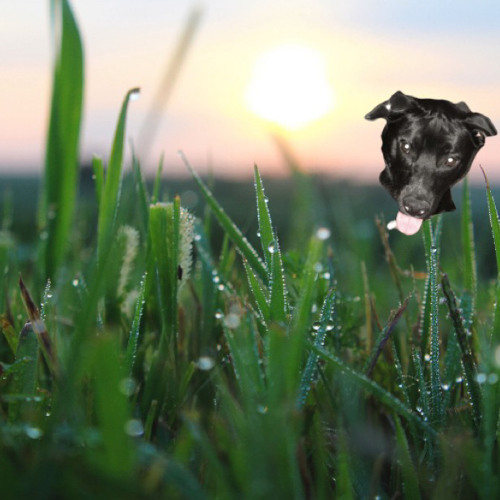 Dew on the Grass