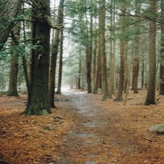 IN THE BACKWOODS